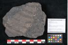 Foto (Objekt + Etikett) von Stigmaria ficoides Brongniart (NHMW-GEO-2024-0188-11120)